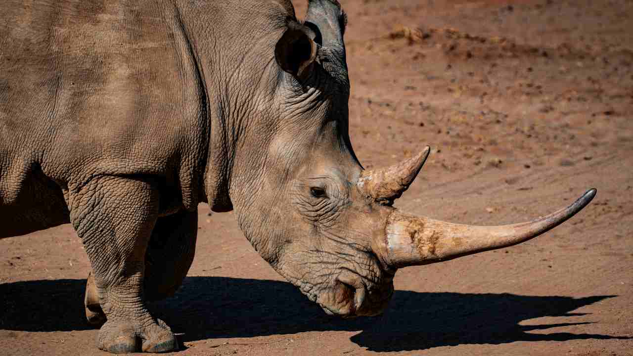 Ha le sembianze di un elefante
