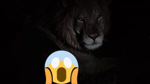 Nell'ombra un felino enorme