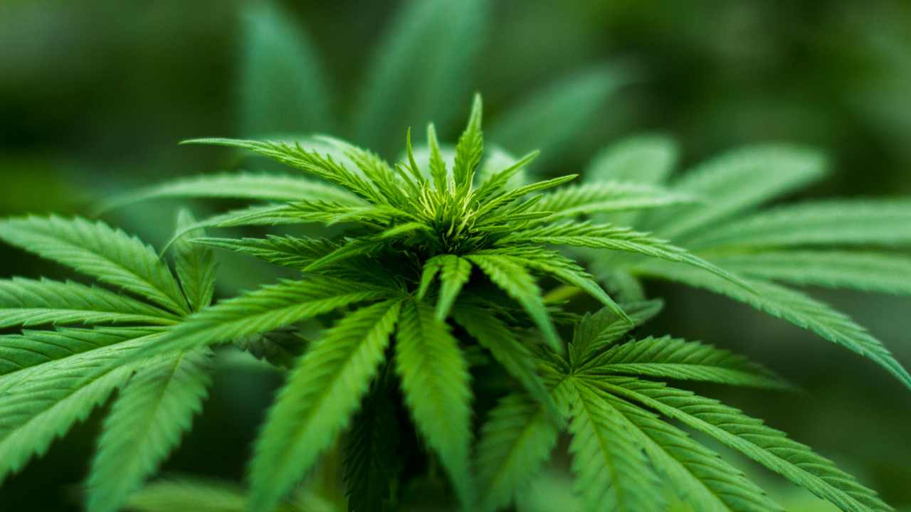 Monastir, scoperta piantagione con oltre 6.500 piante di cannabis: fermate sette persone | Operazione dei carabinieri di Sestu